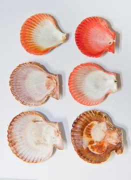Shell Stock Photos