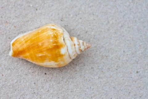 Shell Stock Photos