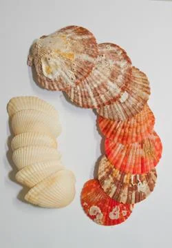 Shell Stock Photos