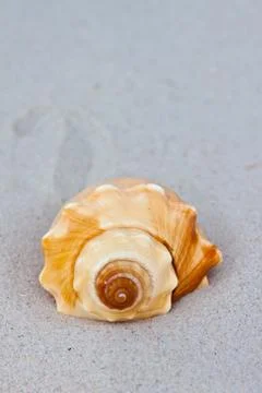 Shell Stock Photos