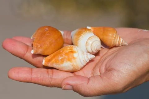 Shell Stock Photos