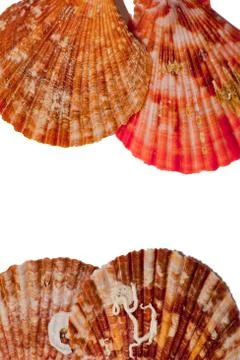 Shell Foto stock