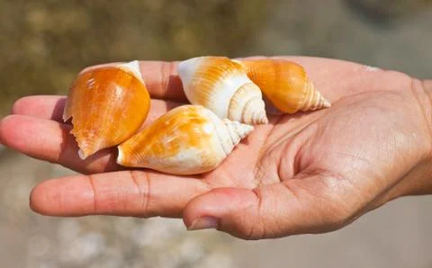 Shell Stock Photos