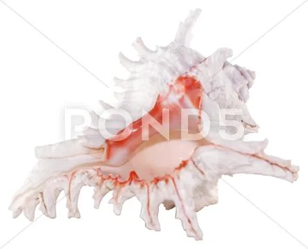 Shell Stock Photos