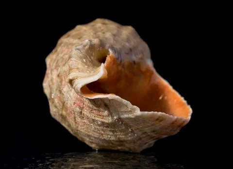 Shell Stock Photos