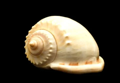 Shell Stock Photos
