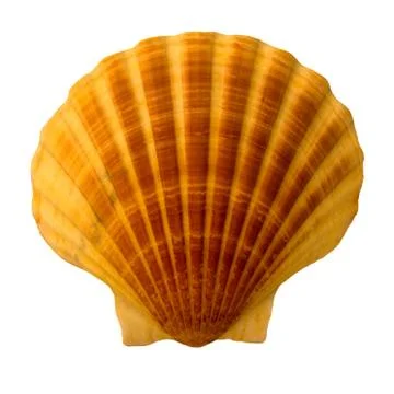 Shell Stock Photos