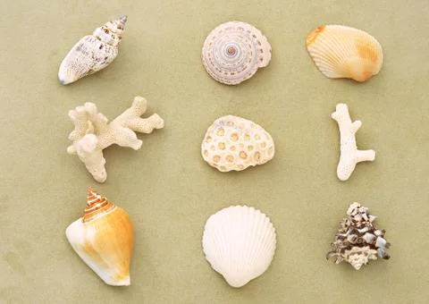 Shell Stock Photos