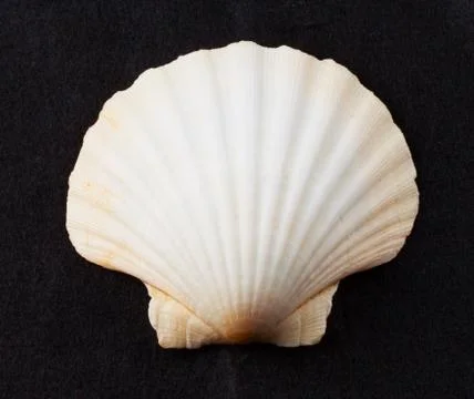 Shell Stock Photos