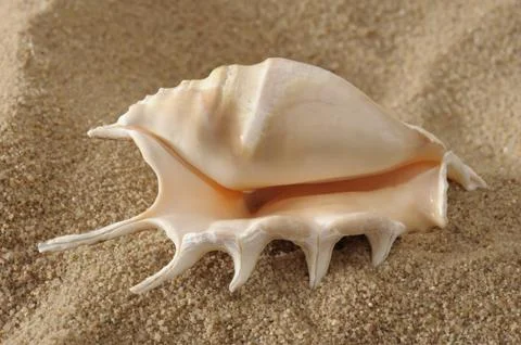 Shell Stock Photos