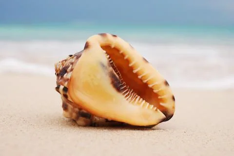 Shell Stock Photos