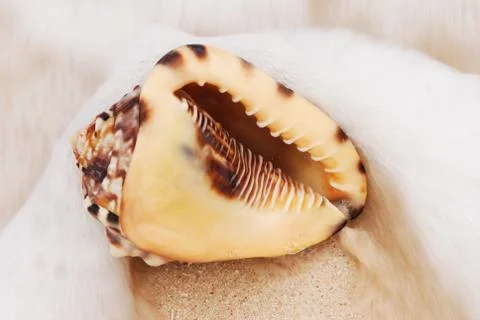Shell Stock Photos