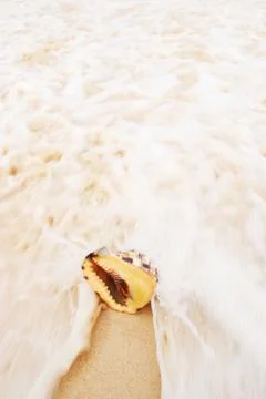 Shell Stock Photos