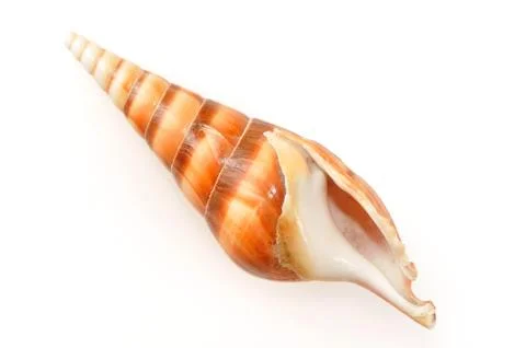 Shell Stock Photos