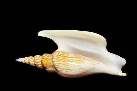 Shell Stock Photos