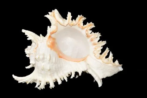 Shell Foto stock