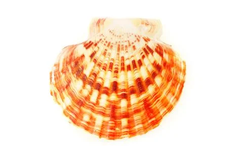 Shell Stock Photos