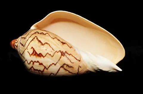 Shell Stock Photos