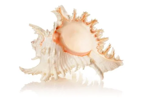 Shell Stock Photos