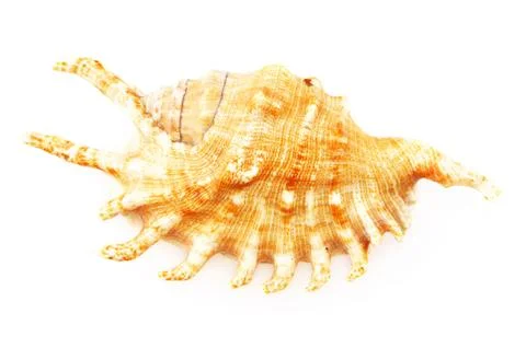 Shell Stock Photos