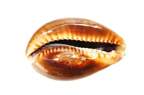 Shell Stock Photos