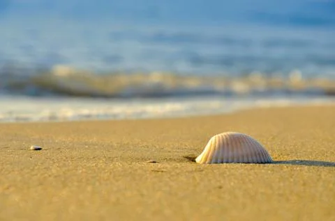 Shell Stock Photos