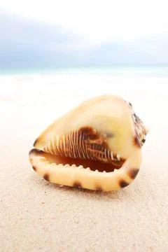 Shell Stock Photos