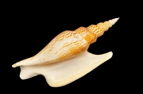 Shell Stock Photos