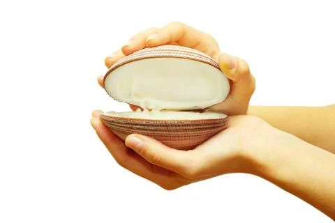 Shell Foto stock