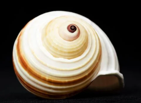 Shell Stock Photos
