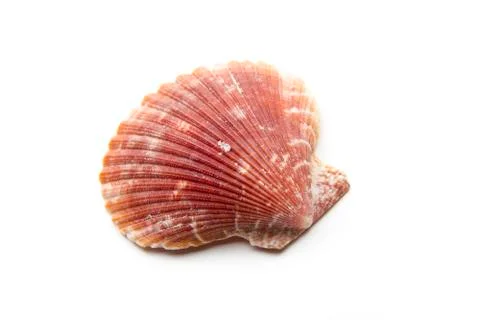 Shell Stock Photos