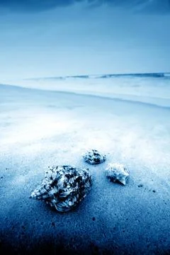 Shell Stock Photos