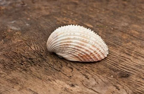 Shell Stock Photos