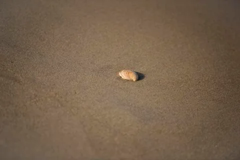 Shell Stock Photos
