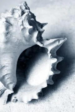 Shell Stock Photos