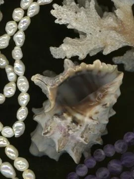 Shell Stock Photos