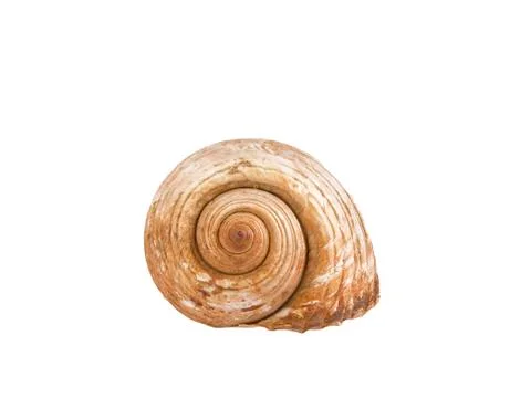 Shell Stock Photos