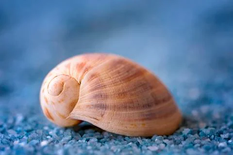 Shell Stock Photos