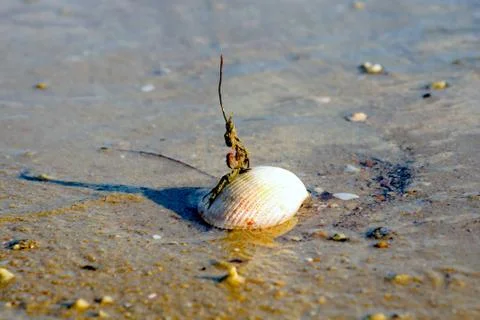 Shell Stock Photos