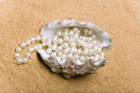 The shell Stock Photos