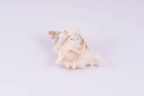  Shell Stock Photos
