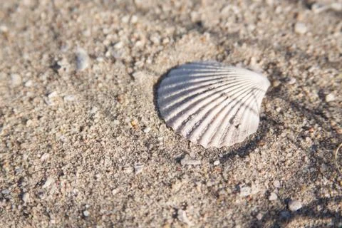 Shell Stock Photos