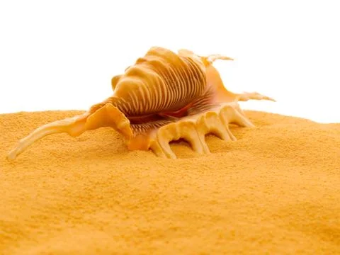 Shell. Stock Photos