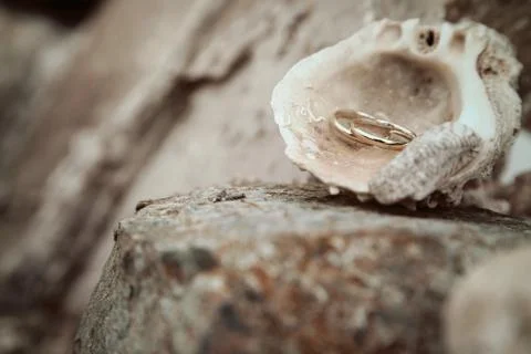 The shell Stock Photos