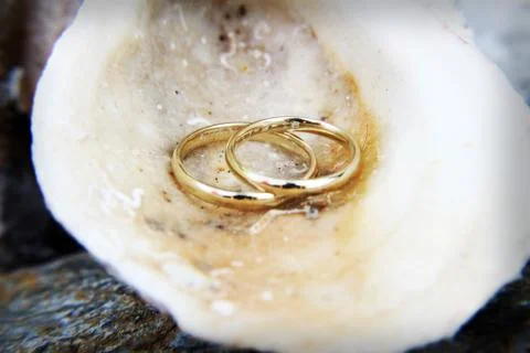 The shell Stock Photos