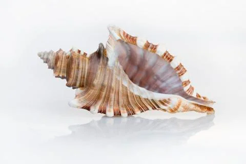 Shell Stock Photos