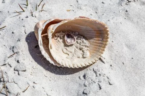 A Shell Foto stock