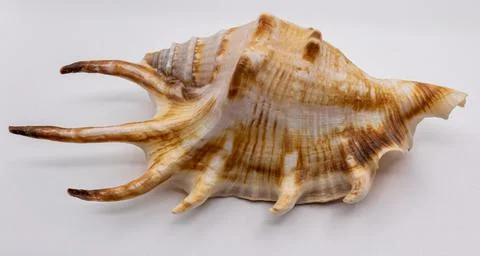 Shell Foto stock
