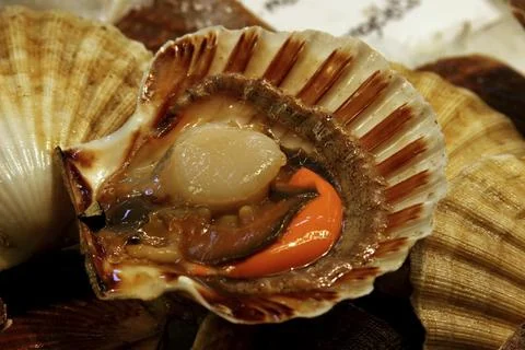 Shell Foto stock
