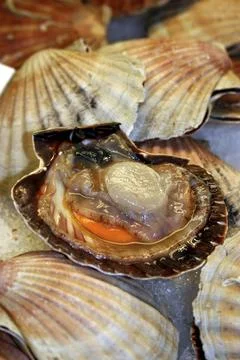 Shell Foto stock
